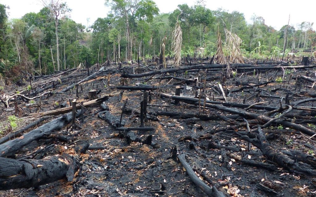 Amazonie : la déforestation s’est fortement intensifiée
