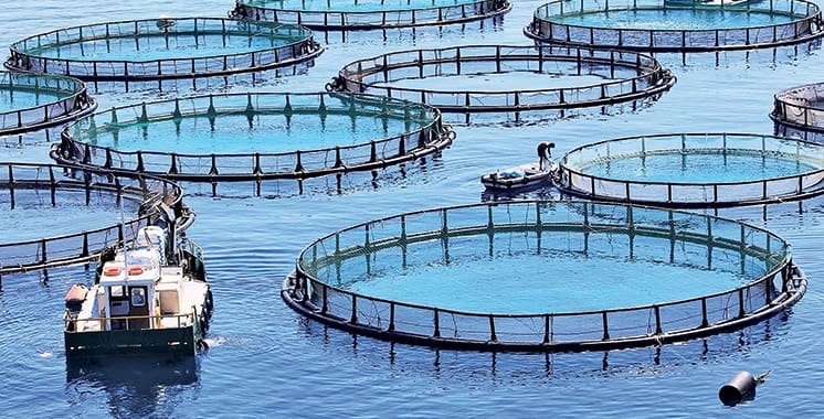 L’aquaculture marocaine blinde son arsenal juridique