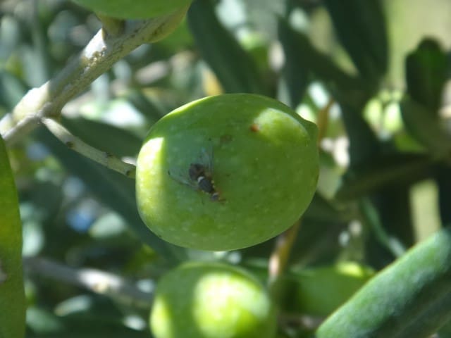 L’ONSSA réfute les rumeurs concernant l’impact de la mouche de l’olivier sur la sécurité des produits