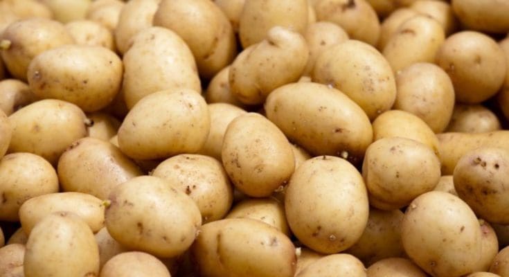 ONSSA : 136 tonnes de pommes de terre détruites à Berkane