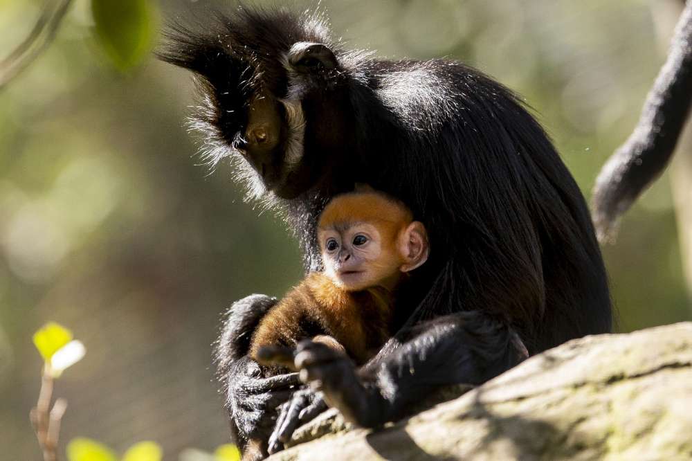 Australie : naissance d’un bébé singe d’une espèce rare dans un zoo de Sydney