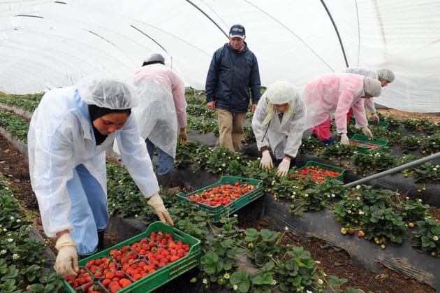 16.500 cueilleuses de fraises marocaines attendues en Espagne