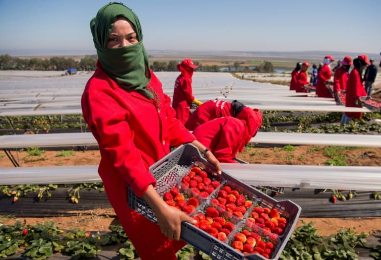 Agriculture : comment nourrir une Afrique qui se réchauffe?