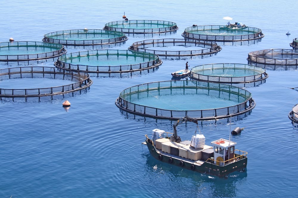 Les potentialités de l’aquaculture au Maroc sont loin d’être toutes exploitées