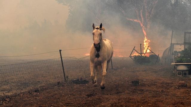Australie : plus de 500 millions d’animaux ont péri dans les incendies