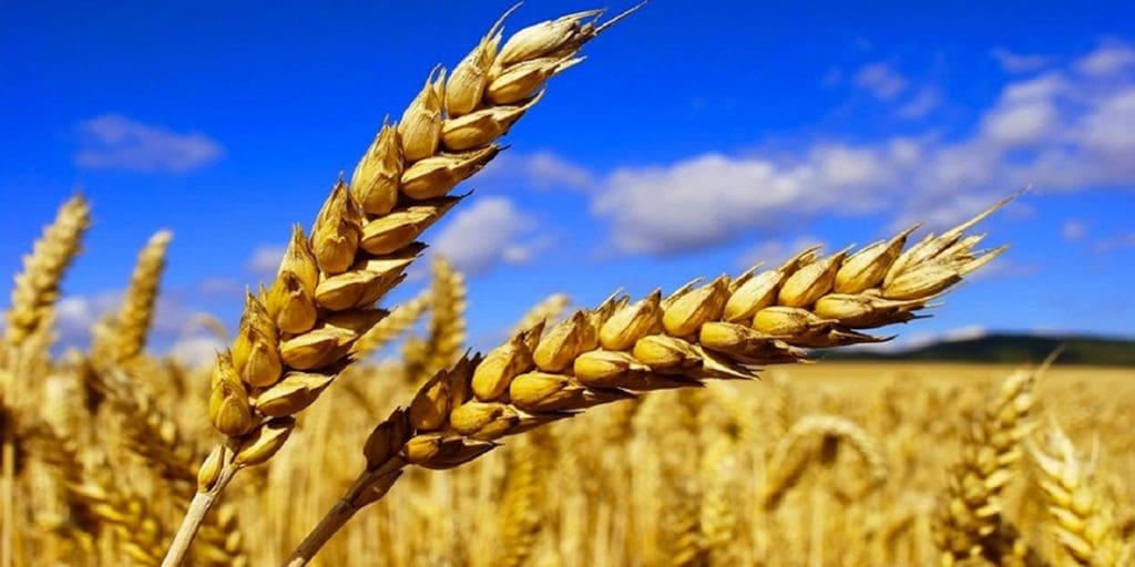 L’absence du blé russe impactera le marché mondial