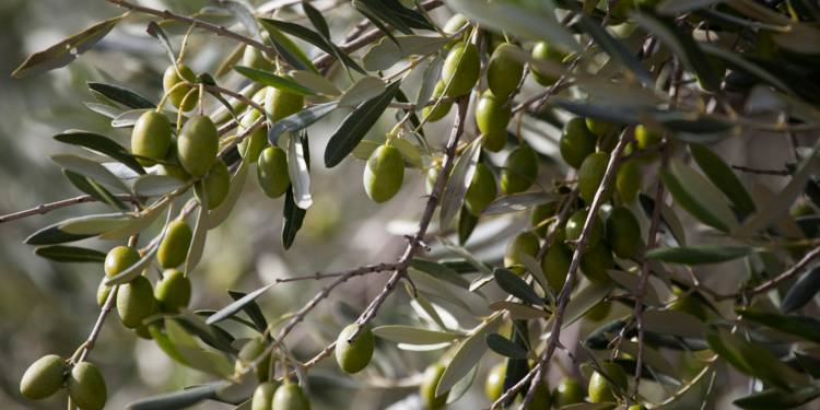 La production oléicole chute de 50% à Taounate
