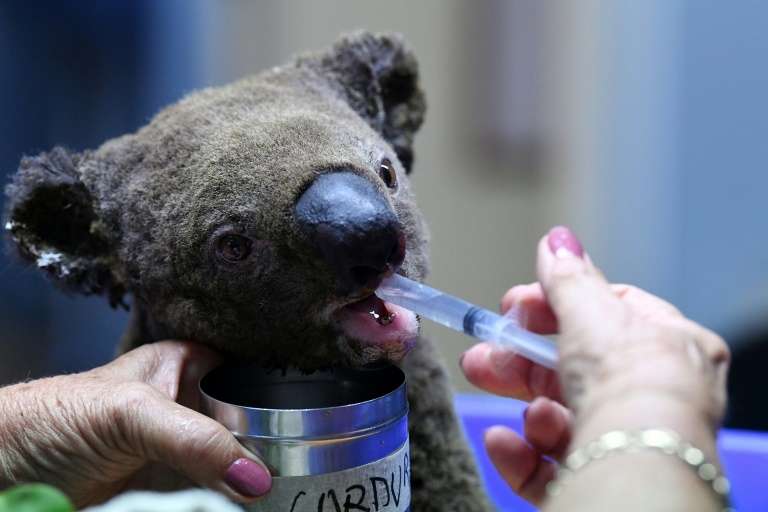 Australie : les habitats de 327 espèces menacées touchés par les flammes