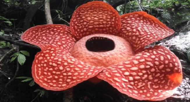 La plus grande fleur au monde découverte en Indonésie
