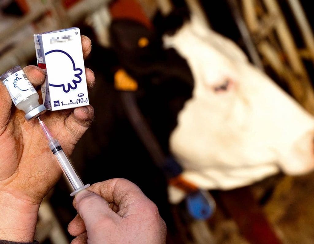 Tanger : un virus redoutable détecté chez des bovins et chèvres inquiète les éleveurs