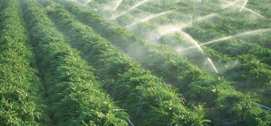La valeur des exportations du secteur d’agriculture et agro-alimentaire a baissé de 6,3%