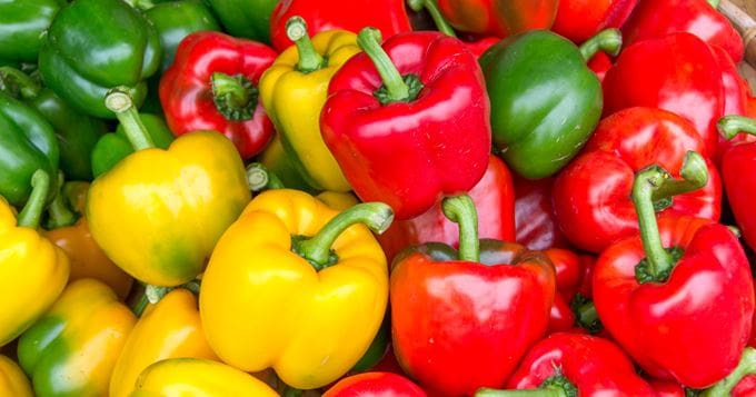 Filière du poivron : l’ONSSA et la FIFEL s’unissent pour venir à bout de la mouche blanche