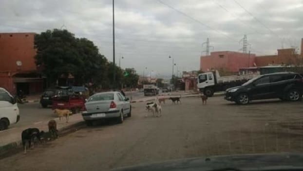 Casablanca : Hay Rahma devenu le territoire des chiens errants