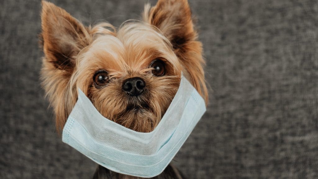 Peut-on être contaminé au coronavirus par un animal de compagnie ou d’élevage ?