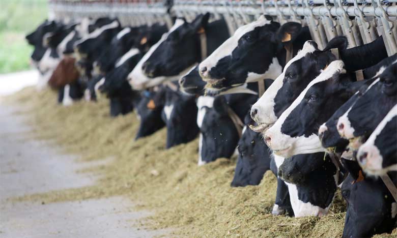 Les éleveurs de bétail subissent de plein fouet les aléas des retards de pluies