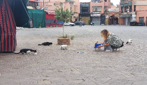 Des bénévoles nourrissent  les animaux de rues en temps de confinement à Marrakech