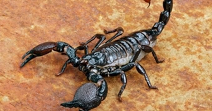 Azilal : un enfant de 3 ans succombe à une piqûre de scorpion