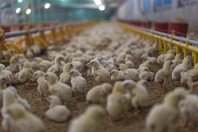 ANAVI : la crise Covid-19 a accentué les difficultés des abattoirs