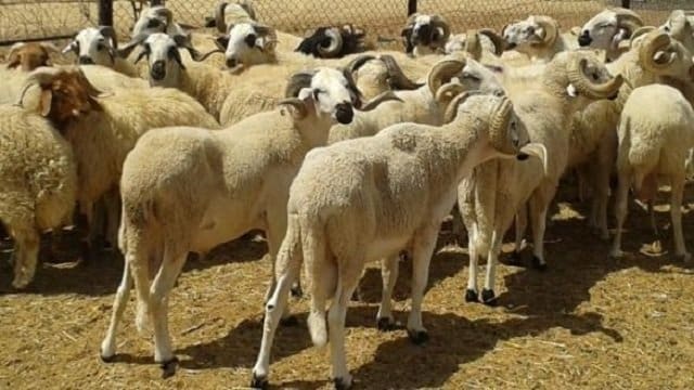 Aïd Al-Adha : lancement d’un guide pratique pour le respect des mesures sanitaires préventives