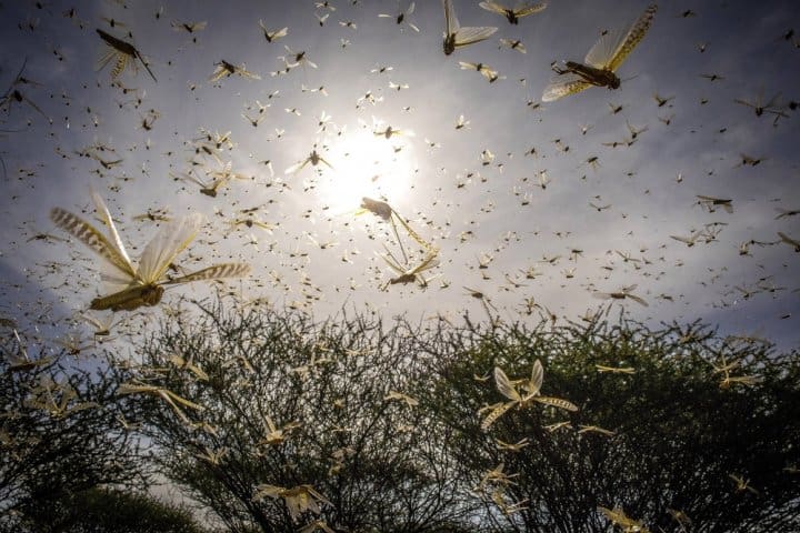 La FAO met en garde contre l’invasion des criquets migrateurs