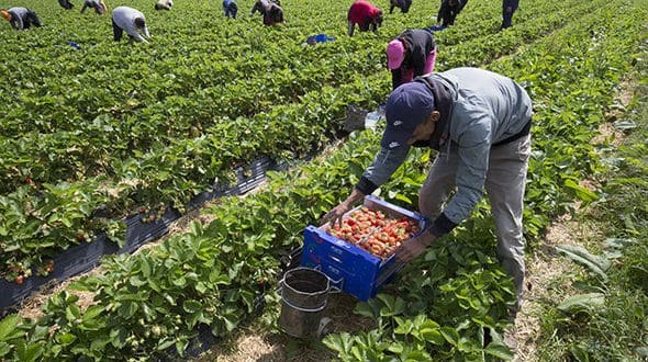 France: 260 saisonniers marocains prendront part aux récoltes