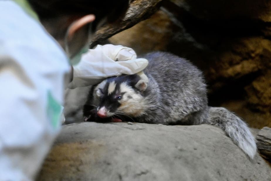 Le blaireau-furet, un suspect dans la transmission du coronavirus