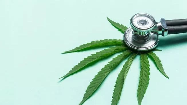 L’APDN élaborera un programme de développement pour accompagner la légalisation du cannabis