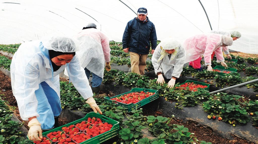 Cueillette de fraises : baisse de 9% du nombre des ouvrières marocaines autorisées à partir à Huelva