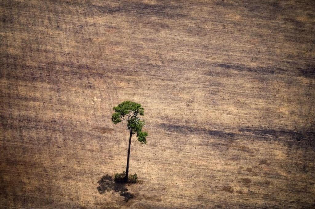 La déforestation en Amazonie a atteint des records en avril