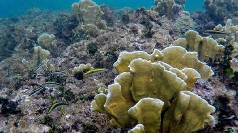 Des chercheurs pointent l’effondrement de la biodiversité en Méditerranée en 30 ans