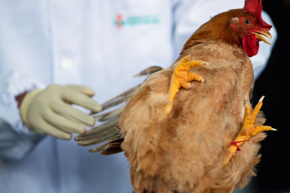 L’Inde en alerte après un premier décès humain de la grippe aviaire