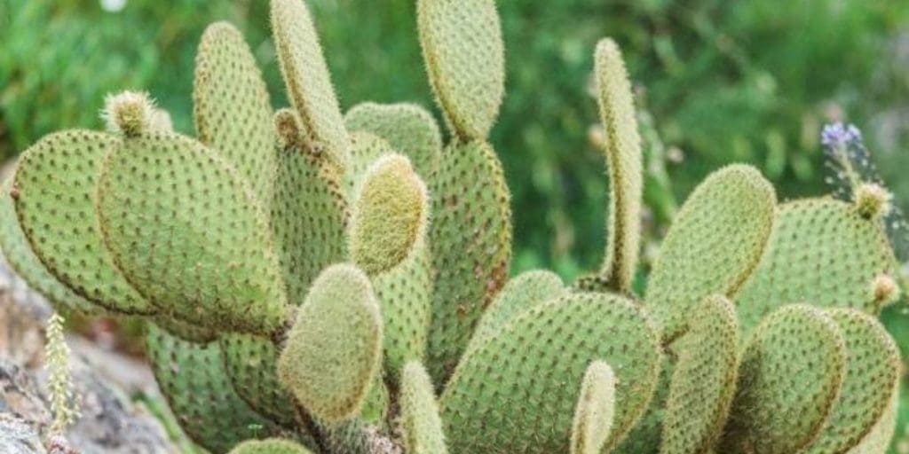 Guelmim: Plantation de 48.000 ha de cactus résistant à la cochenille