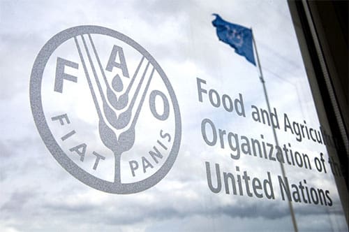 La FAO : « Le Covid-19 freine la réalisation des ODD »