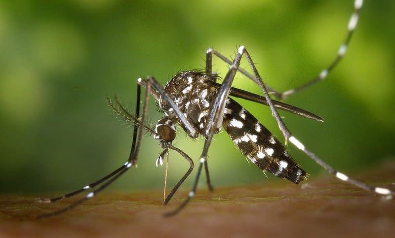 Inde: Envoi d’une équipe médicale à Kanpur après l’apparition d’un cas du virus Zika