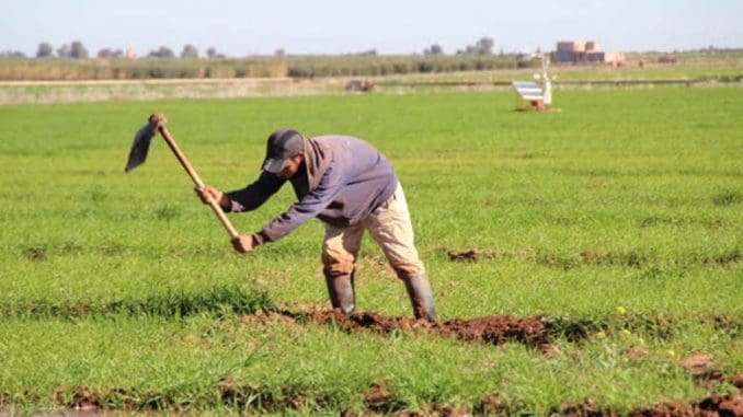 Protection sociale: Environ 800 000 agriculteurs inscrits à la sécurité sociale