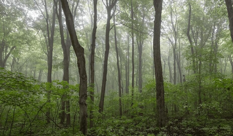 COP26 : Plus de 100 pays s’engagent à enrayer la déforestation d’ici 2030