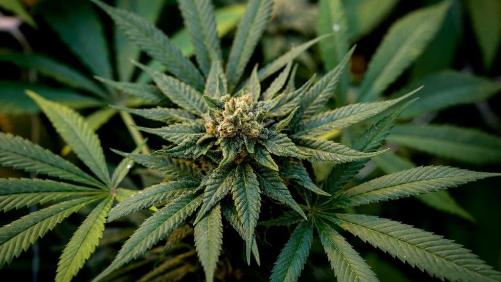 Allemagne : La nouvelle coalition veut légaliser le cannabis
