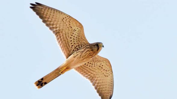 Marrakech : Démantèlement d’un réseau de trafic illégal d’aigles