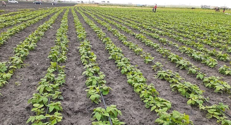 Rabat-Salé-Kénitra : Lancement officiel de la campagne agricole 2021-2022