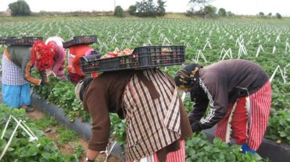 Huelva : Les saisonnières marocaines devraient rentrer en janvier