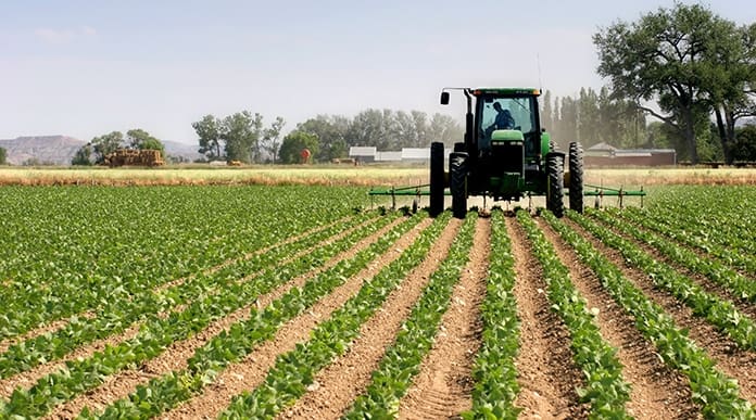Campagne agricole 2021-2022 : 3,7 millions d’hectares emblavés en cultures d’automne
