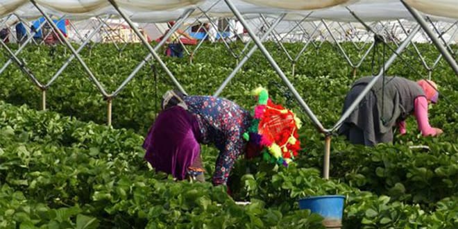 Espagne: La campagne de cueillette des fruits rouges compte plus de 12.000 saisonnières marocaines