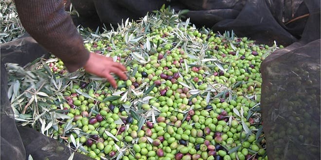 La production oléicole moyenne annuelle est de 200.000 tonnes à Taounate