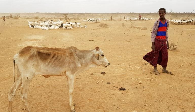 Bilan de la COP15: restaurer un milliard d’hectares de terres dégradées d’ici 2030