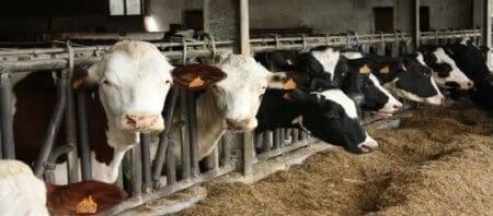 Une maladie bovine contagieuse détectée en Algérie, les pays voisins en état d’alerte