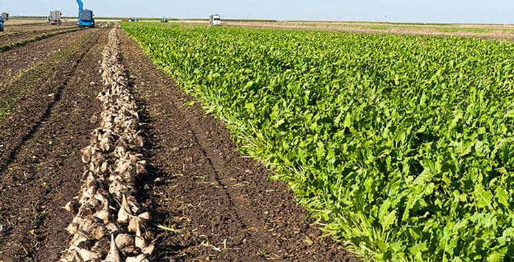 Gharb : 286 000 tonnes de betterave, malgré le stress hydrique